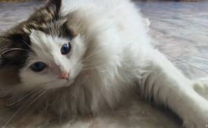 布偶猫，有喜欢的吗？